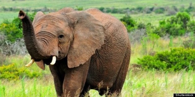 Where to See the World's Most Dangerous Animals | HuffPost Life Where to See the World's Most Dangerous Animals | HuffPost Life