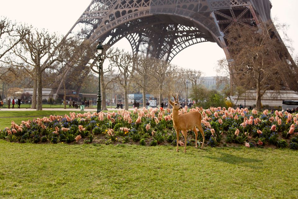 A deer tours Paris