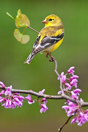 Golden Goldfinches