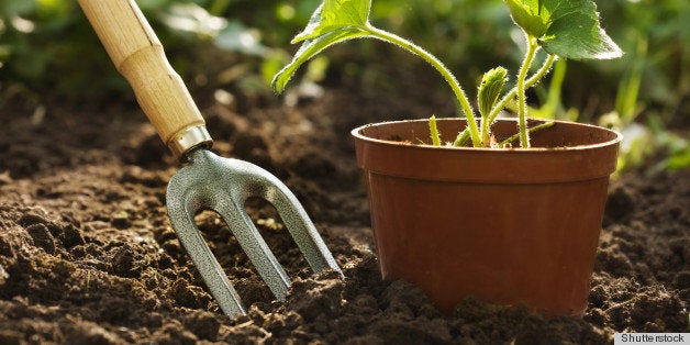 strawberry plant in pot