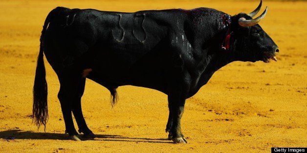 A picture taken on April 20, 2013 shows a Torrestrella's fighting bull bleeding during a bullfight at the Maestranza bullring in Sevilla. AFP PHOTO/ CRISTINA QUICLER (Photo credit should read CRISTINA QUICLER/AFP/Getty Images)