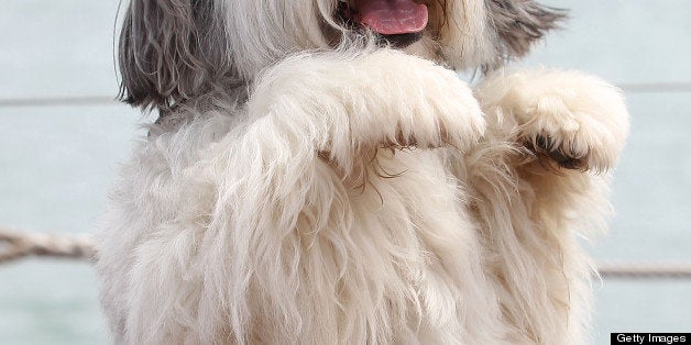 CANNES, FRANCE - MAY 16: Pudsey the dog attends the photocall for 'Pudsey:The Movie' at The 66th Annual Cannes Film Festival on May 16, 2013 in Cannes, France. (Photo by Danny Martindale/WireImage)