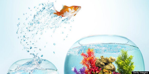 Goldfish leaping from small bowl to large bowl to a new beginning. Latin name: Carassius auratus. Goldfish were one of the first species of fish to be kept in captivity. They have been bred in China since the 11th century, and selective breeding there and in Japan has developed many ornamental varieties.