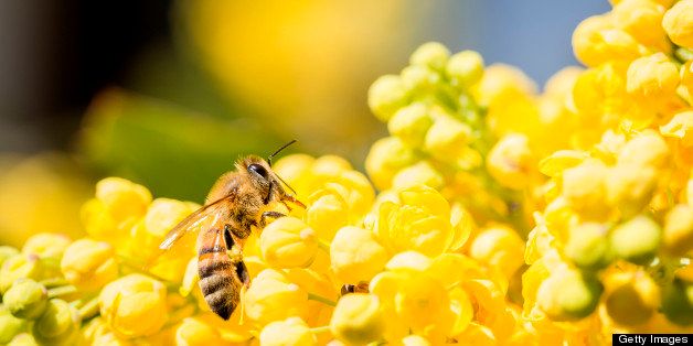 Honeybee Collecting Pollen from Flower.