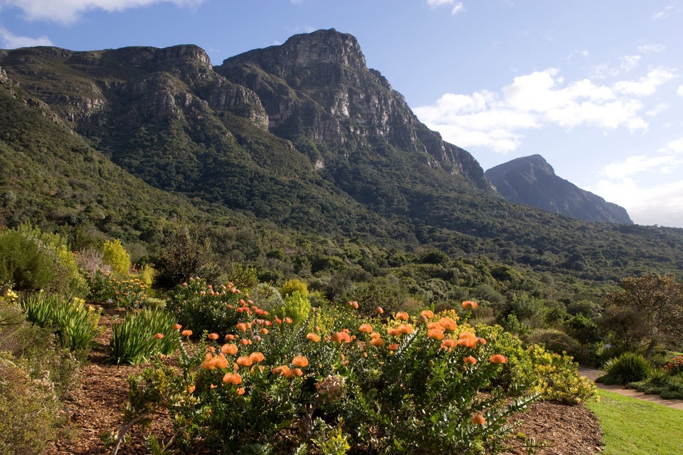 Kirstenbosch, Cape Town, South Africa