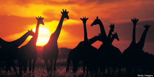 Giraffe herd in silhouette against sunset (Giraffa camelopardalis), Botswana, South Africa