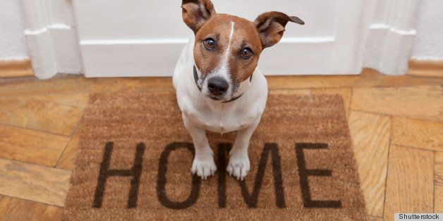 dog welcome home on brown mat