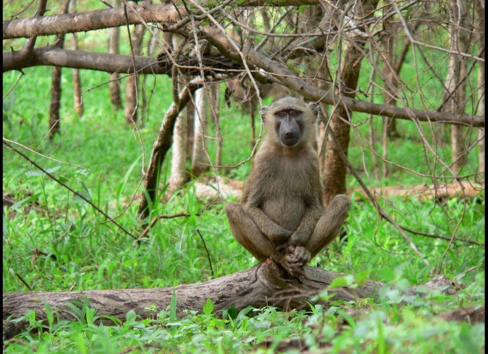 animals doing yoga