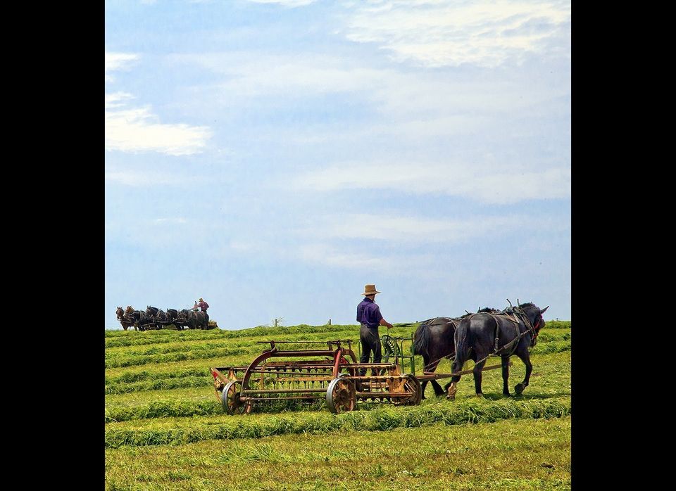 Amish in the field