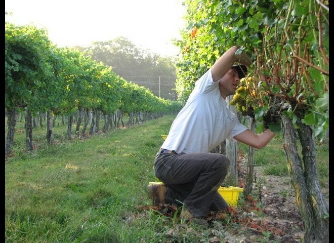 At Doukenie Winery, Purcellville, Virginia