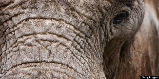 Close-up of the face of a female African Elephant (Loxodonta africana)