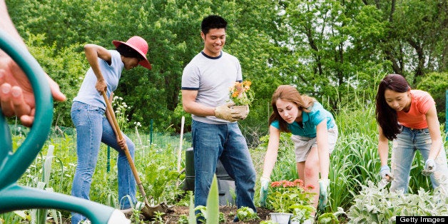 Group planting in community garden