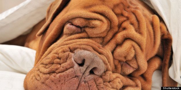 wrinkled dog dogue de bordeaux...