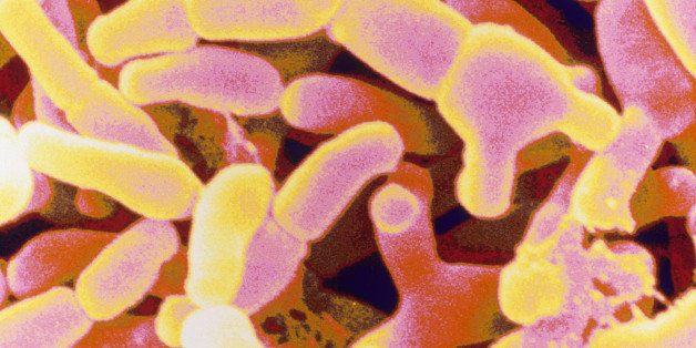 Probiotics Could Help Protect Against Antibiotic Related Diarrhea   5b9d34ce1f00005100218565 