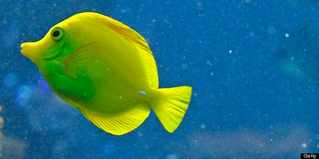 A yellow tang fish (zebrasoma flavescens) swims in the aquarium of the Schoenbrunn zoo in the gardens of the Schoenbrunn Palace in Vienna on September 27, 2012. AFP PHOTO ALEXANDER KLEIN (Photo credit should read ALEXANDER KLEIN/AFP/GettyImages)