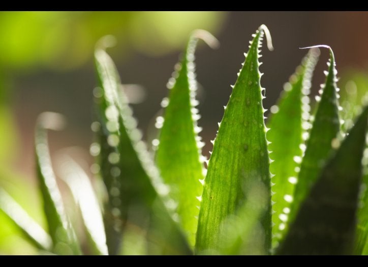 10 Natural Ways to Soothe a Sunburn