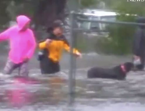 Julie Wilson, a reporter for ABC local station WTVD, helped rescue a local woman's dog.