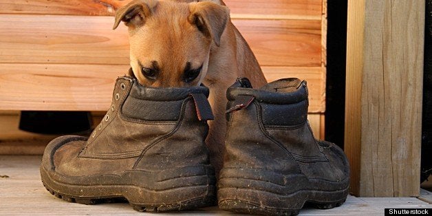 puppy in boots