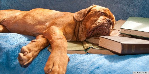 dogue de bordeaux sleeping in a sunny couch over a pile of books