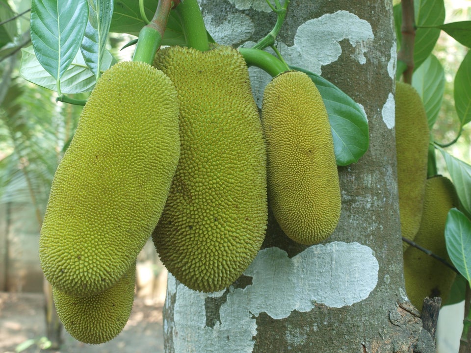 Is Jackfruit Expensive