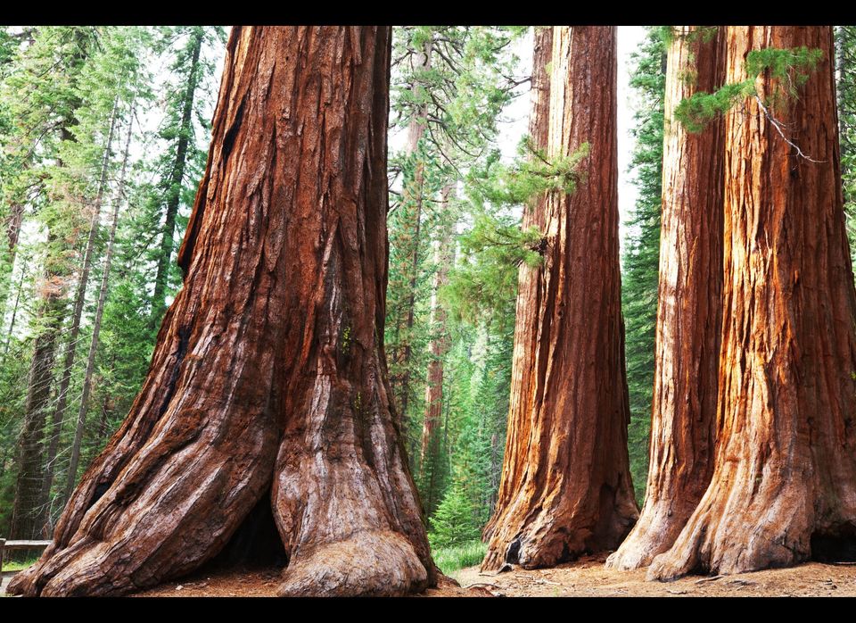 9 Reasons You Must Visit Sequoia National Park | HuffPost Life