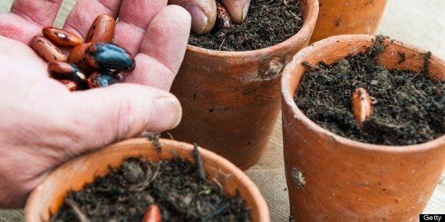 Male gardener sowing broad bean seeds in terracotta pots