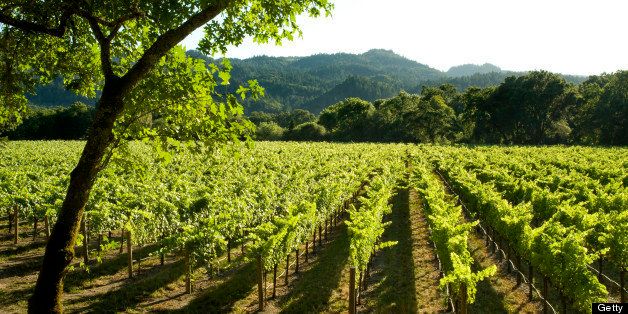 Vineyard and hills, Napa Valley, California.