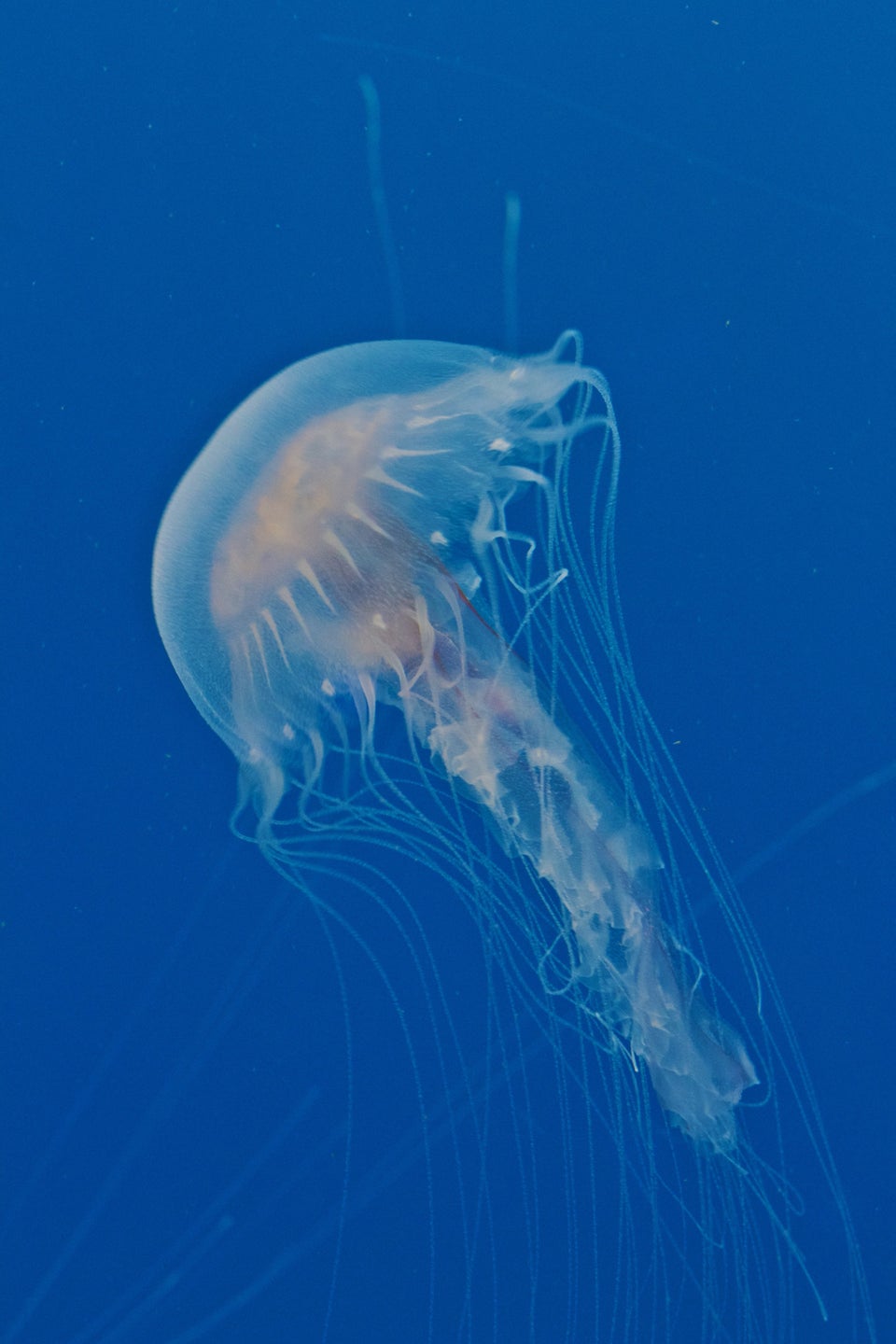 GPS Guide: 19 Graceful Jellyfish Sure To Make You Feel Less Stressed ...