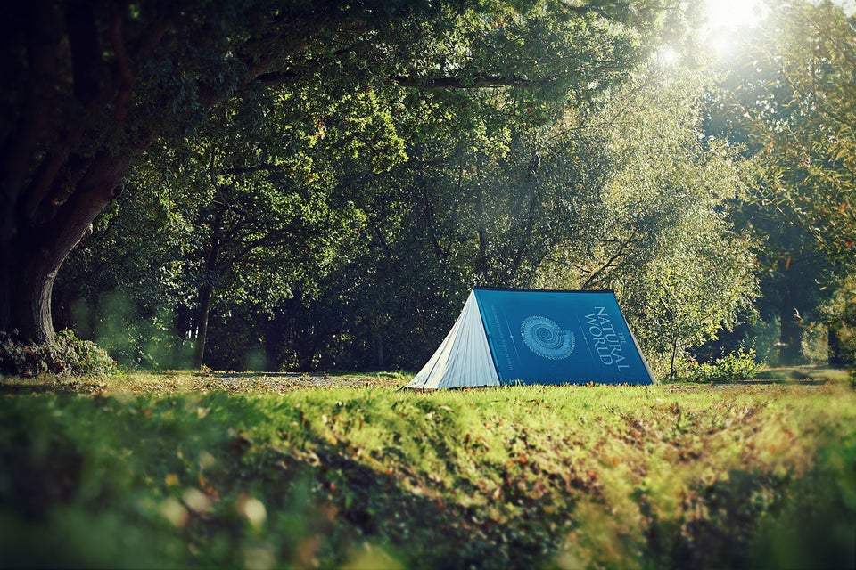 Field Candy Tent