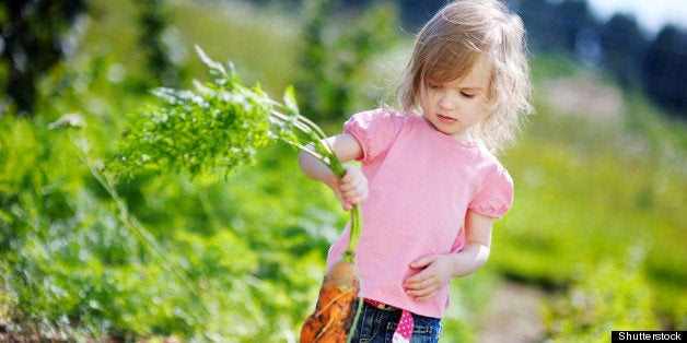 adorable little girl picking...