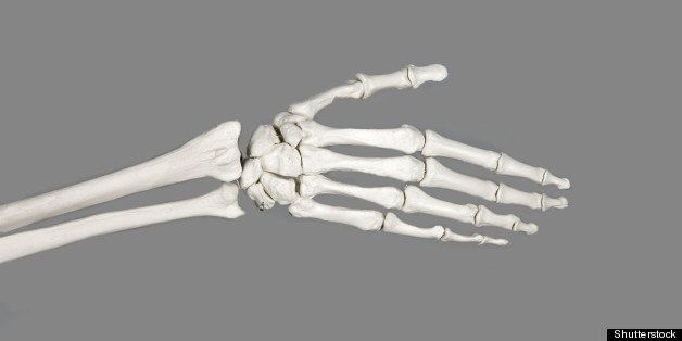 human hand anatomy