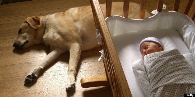 One-week old baby sleeps bundled in bassinet while family pet, labrador retriever naps nearby.