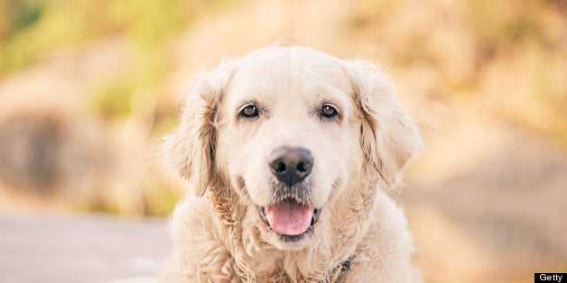 Golden retriever dog