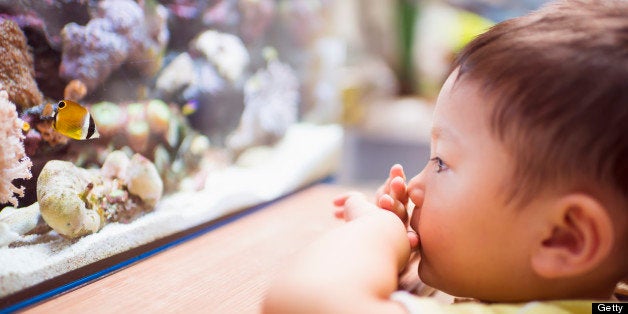 Child looking at a colorful fish