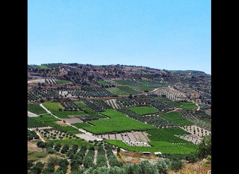 Olive Groves and Vineyards on Crete