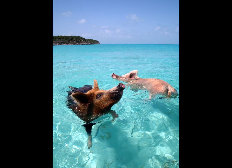 Bahamas (pigs)