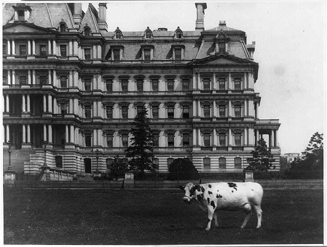 William Howard Taft's cow Pauline