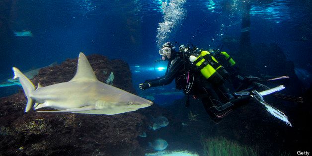 Spanish swimmer Mireia Belmonte Garcia dives with sharks to wish a Merry Christmas and a happy new year 2013 at the Aquarium of Barcelona on December 31, 2012. AFP PHOTO /JOSEP LAGO. (Photo credit should read JOSEP LAGO/AFP/Getty Images)