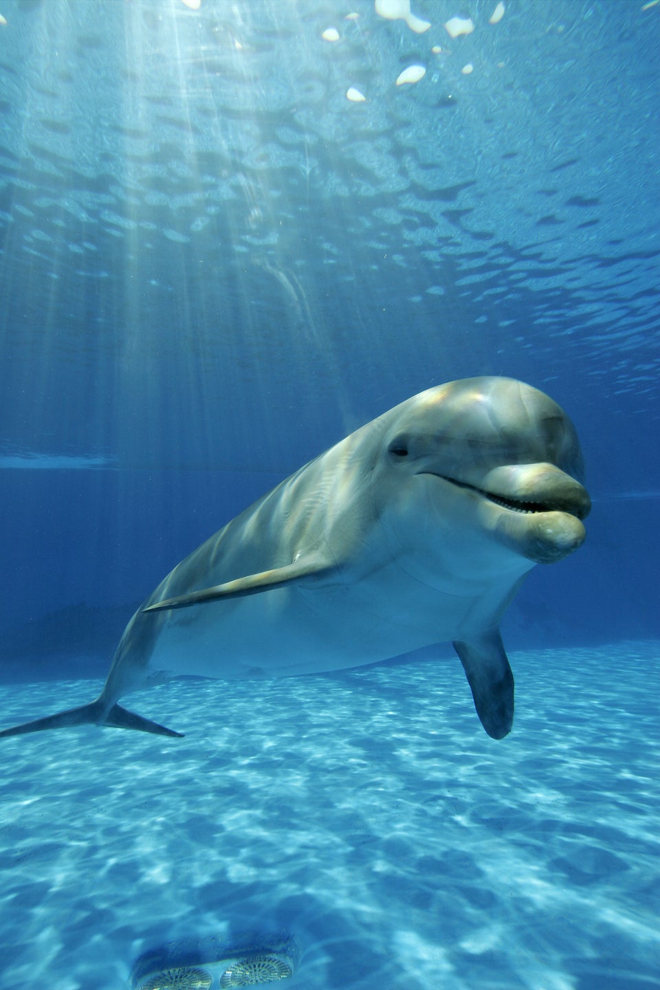 Dolphins Hate It When You Take Photos With Tablets