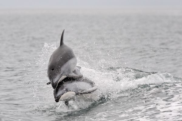 Jumping for joy: The dolphins which don't stop playing even when