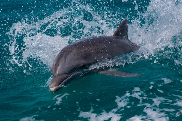 Dolphins That Remind Us Never To Stop Playing