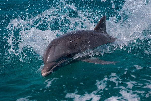 Jumping for joy: The dolphins which don't stop playing even when