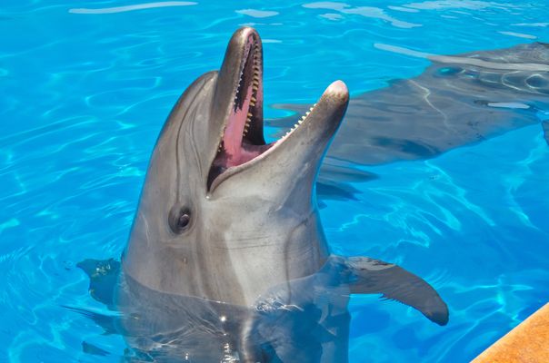 Dolphins That Remind Us Never To Stop Playing