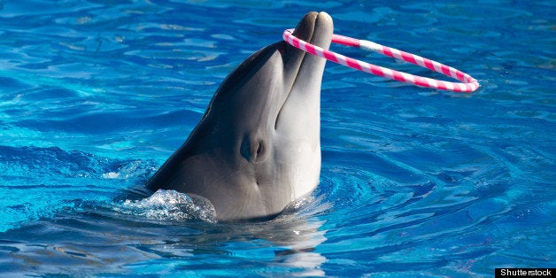 dolphin playing in the swimming ...