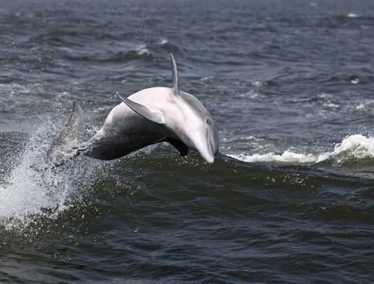 Jumping for joy: The dolphins which don't stop playing even when