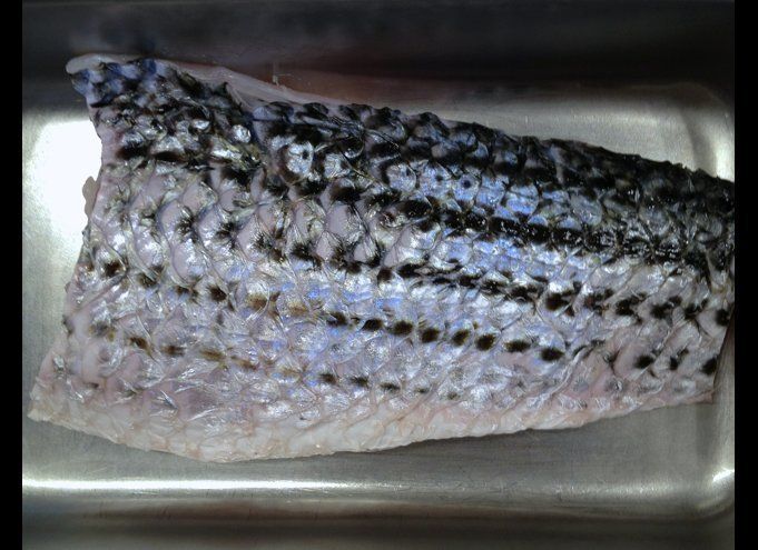 Perfect Striped Bass From Local Waters