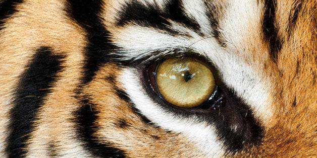 10 Things You Need To Know About Bengal Tigers