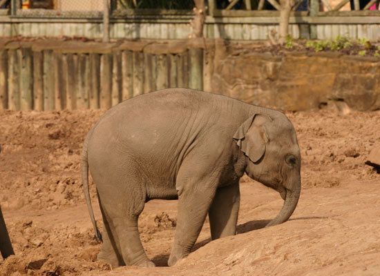 Indian Villagers Rally To Save Baby Elephant