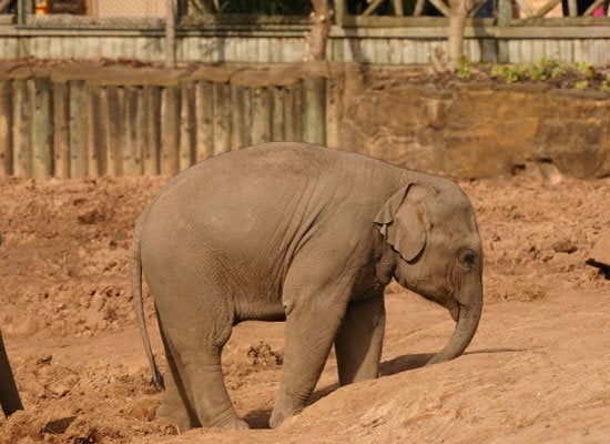 Indian Villagers Rally To Save Baby Elephant