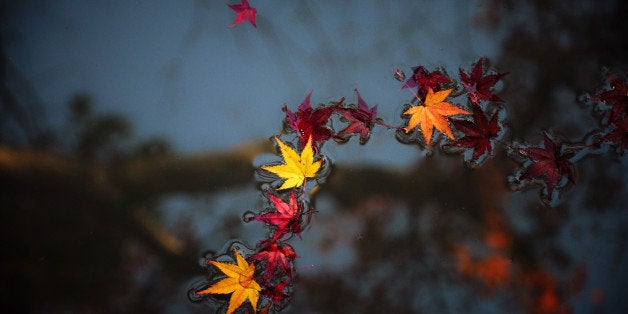 Fallen colourful maple leaves on water, with autumn reflection as background.